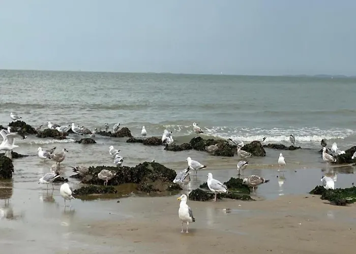 In Near Casino Square Appartement Knokke-Heist